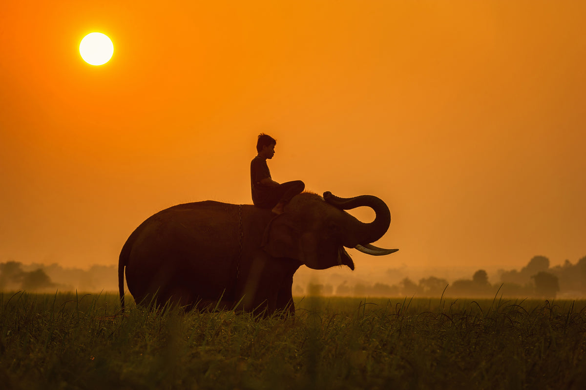 framedposter-print-the-holy-elephant