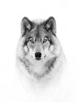 poster-print-portrait-of-a-timber-wolf