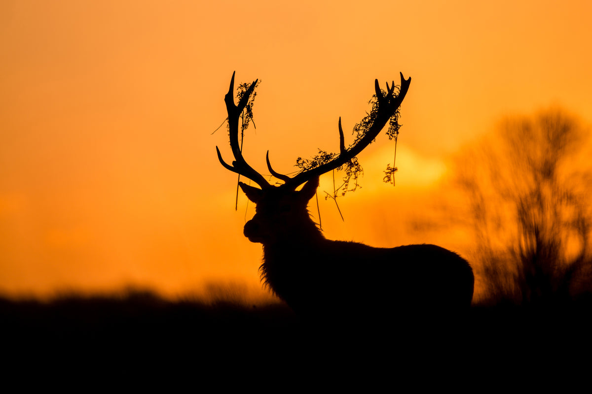 acrylic-print-red-deer-stag-silhouette-x