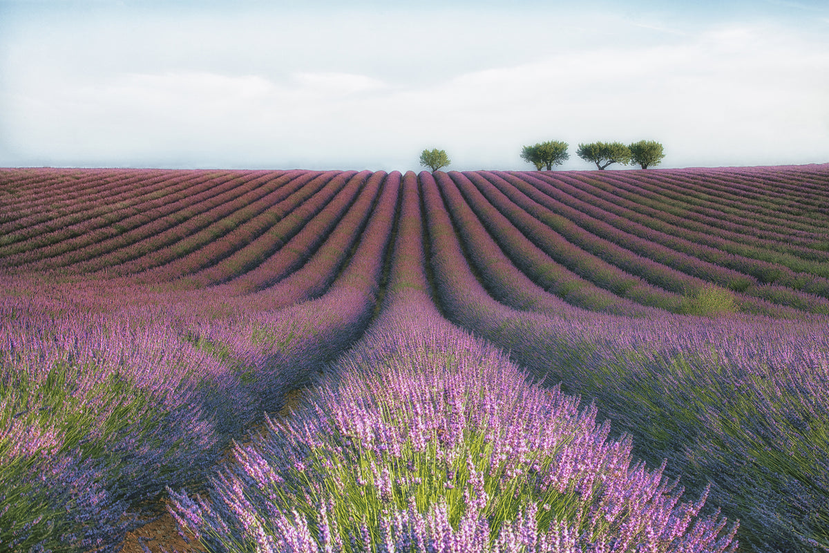 framedposter-print-velours-de-lavender