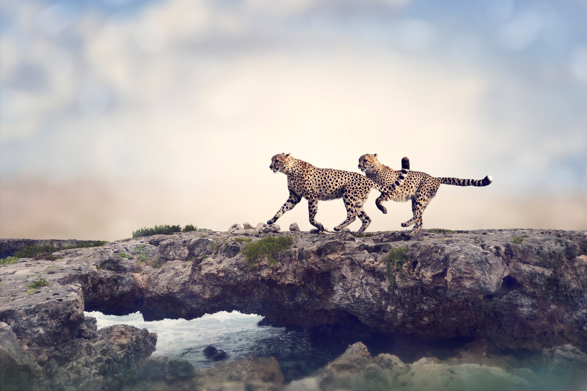 framedcanvas-print-two-cheetahs