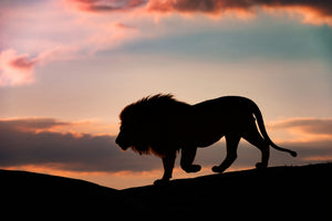 framedposter-print-sunset-in-the-serengeti-x