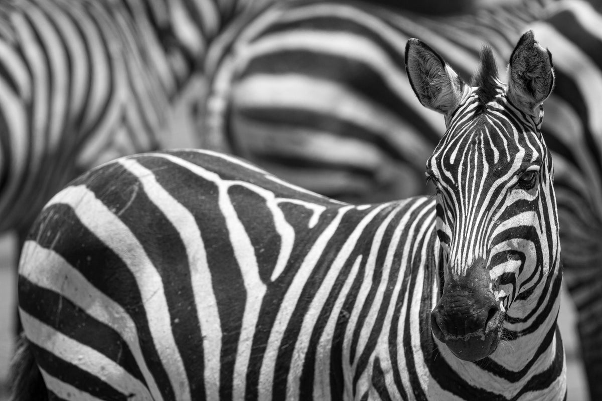 aluminium-print-stripes-x
