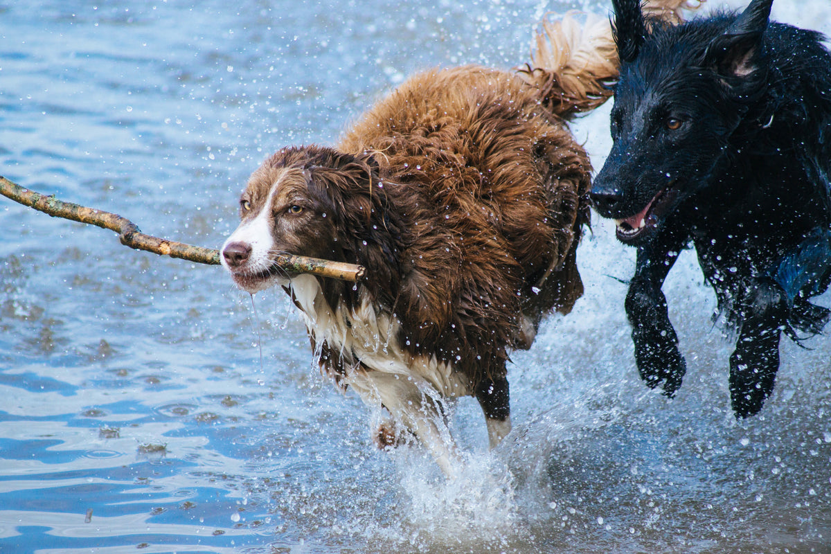 aluminium-print-playing-dogs