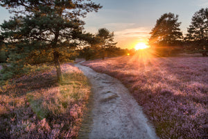 modern-3-piece-canvas-print-luneburger-heide-sonneuntergang
