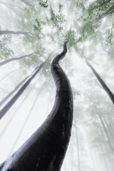 poster-print-shapes-of-the-tree