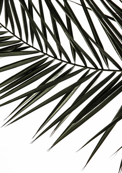 poster-print-frond-shadows