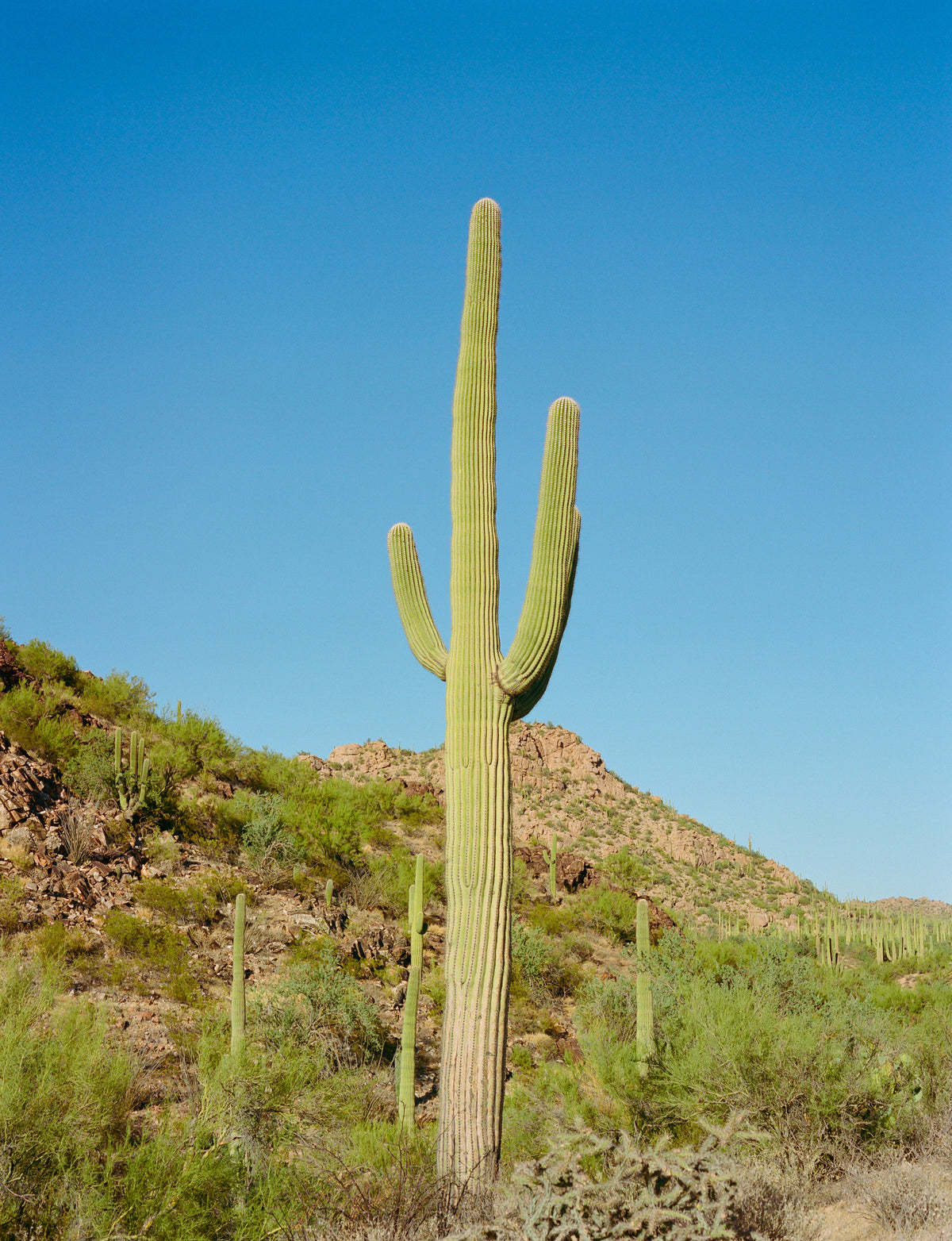 canvas-print-saguaro-national-park-xi-on-film