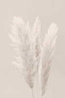 canvas-print-pampas-grass-002