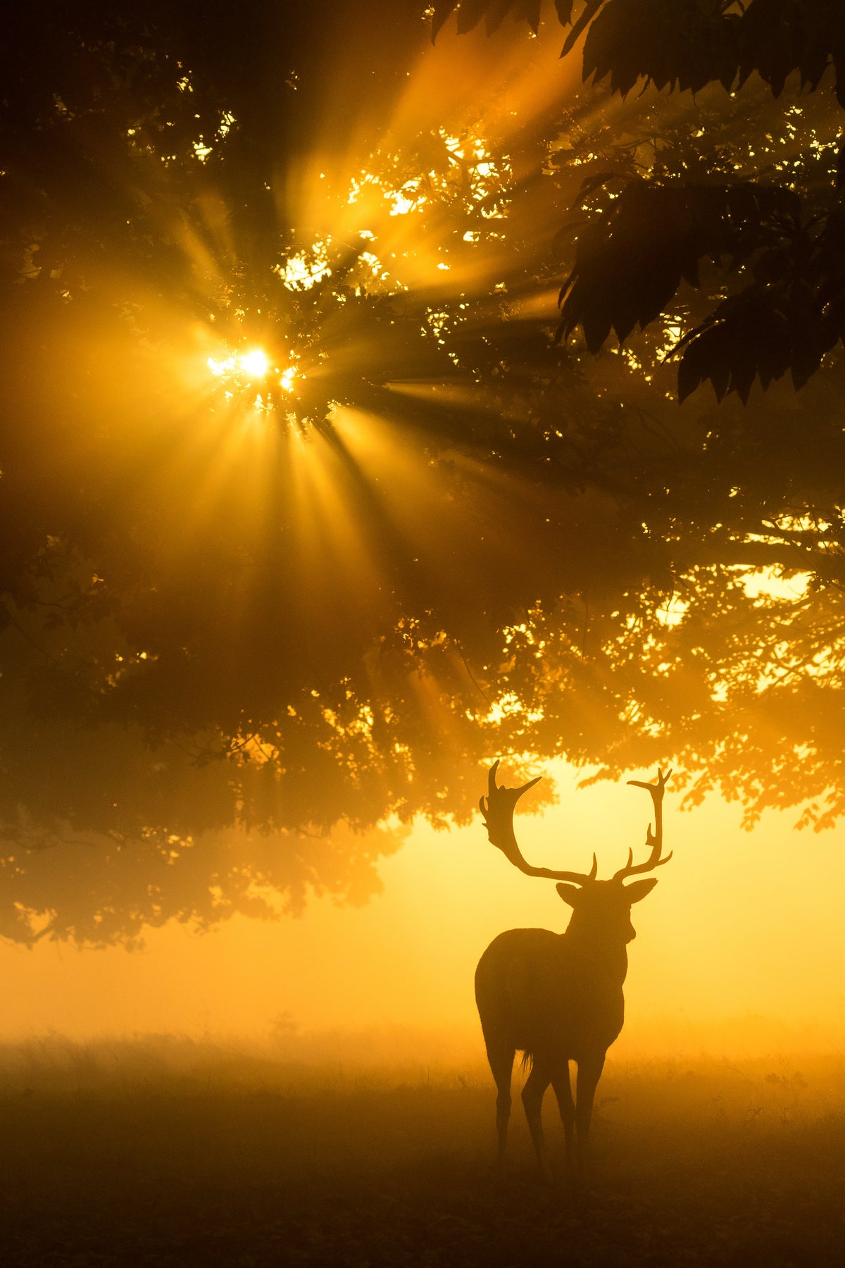 framedcanvas-print-mist-on-tree-cant-stop-sunshine-x
