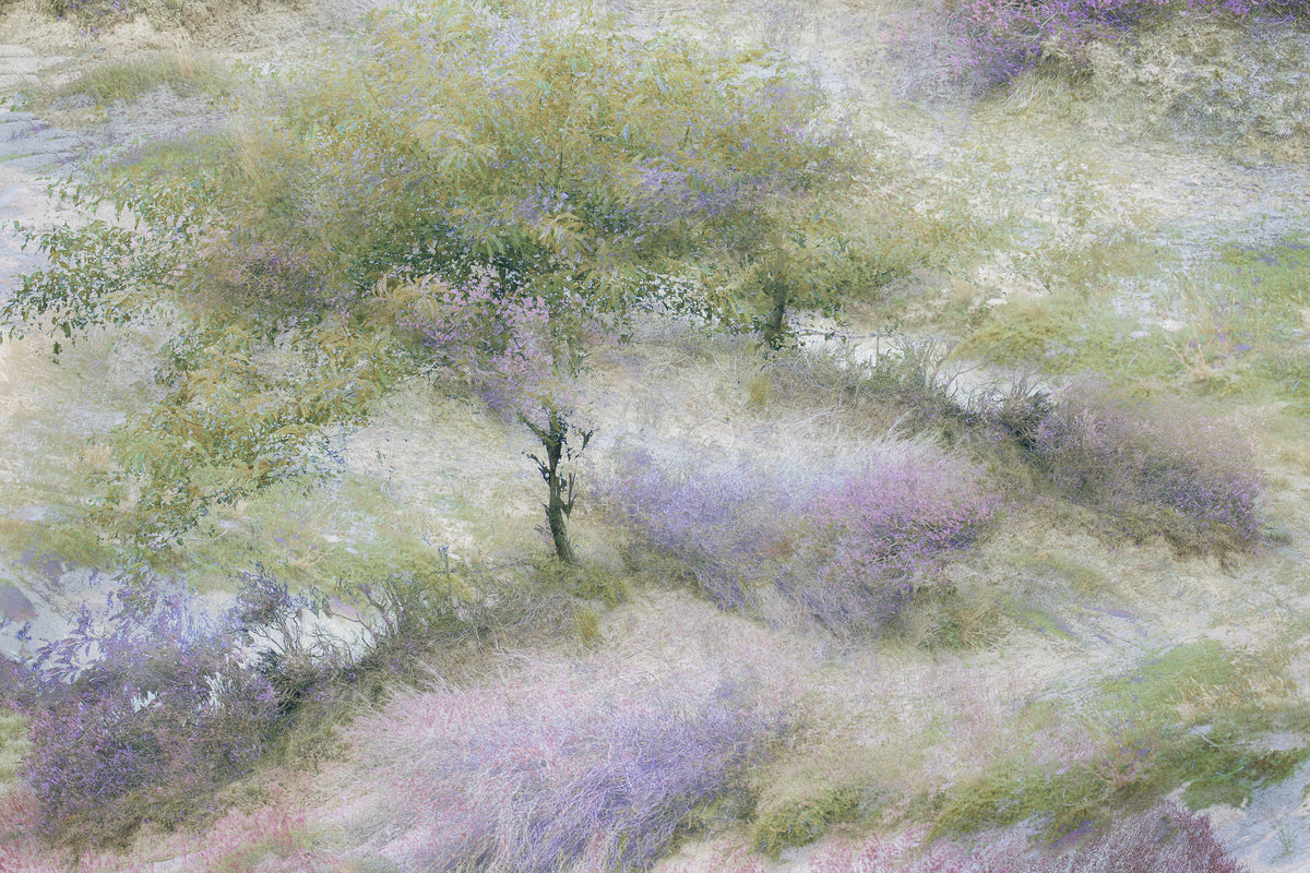 canvas-print-flowering-heather
