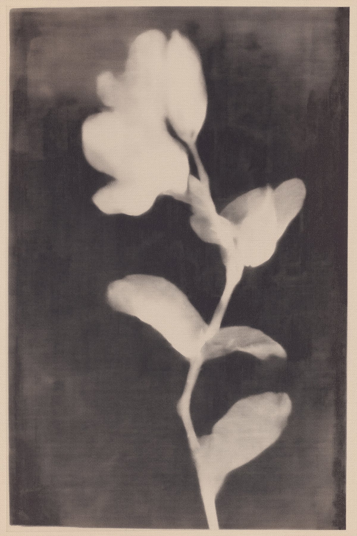 canvas-print-fadedbloom