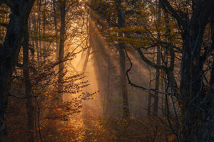 3-piece-acrylic-print-in-fall-2