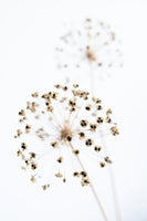 aluminium-print-dried-flower-2-natural