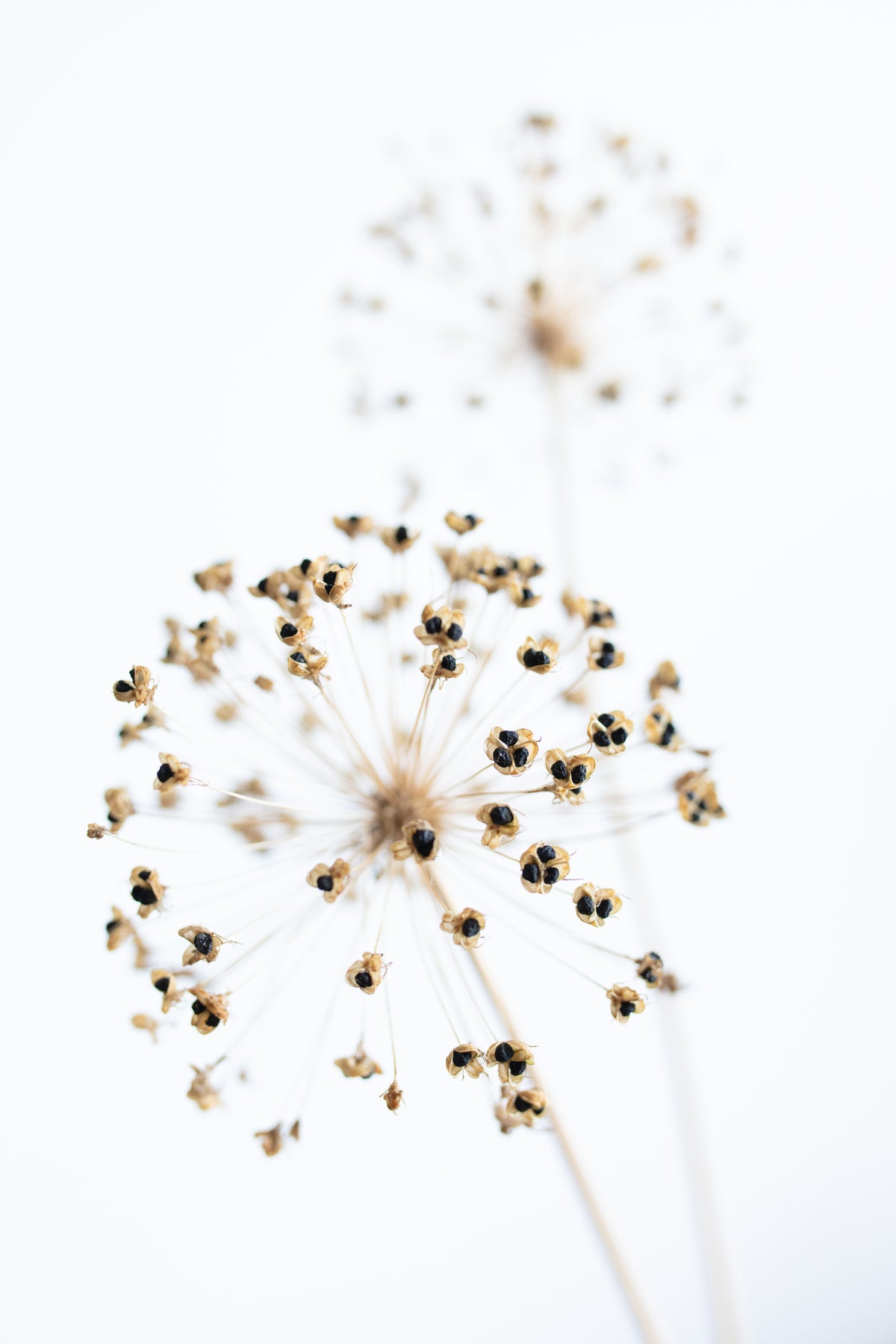 aluminium-print-dried-flower-2-natural
