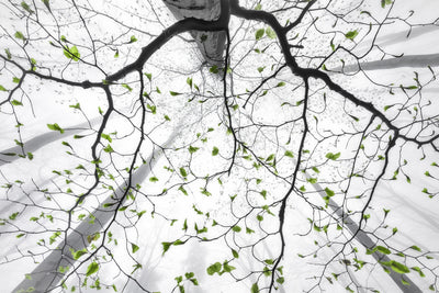 poster-print-leaves-of-spring