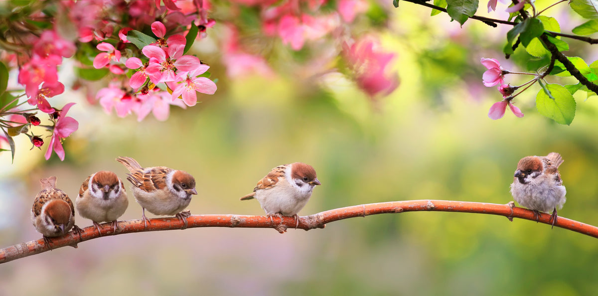 poster-print-chirping-spring-joy