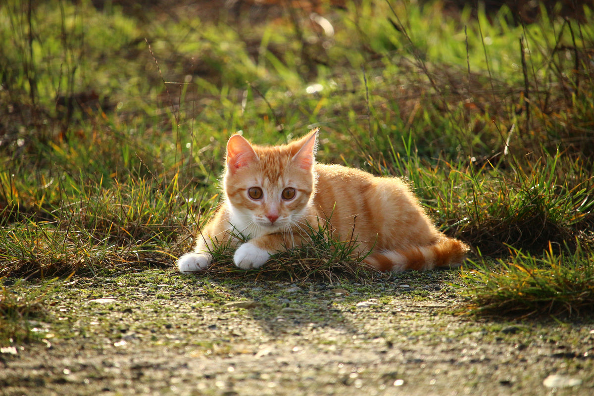 canvas-print-kitten-in-nature
