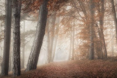 poster-print-on-a-morning-in-fall