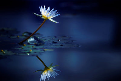 poster-print-reflection-xdb