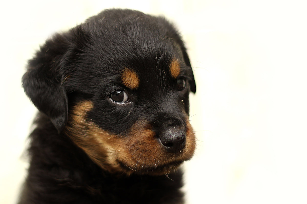 framedposter-print-rottweiler-puppy-to-fall-in-love