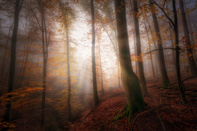 poster-print-autumn-morning-2