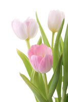 canvas-print-the-tulips-trio