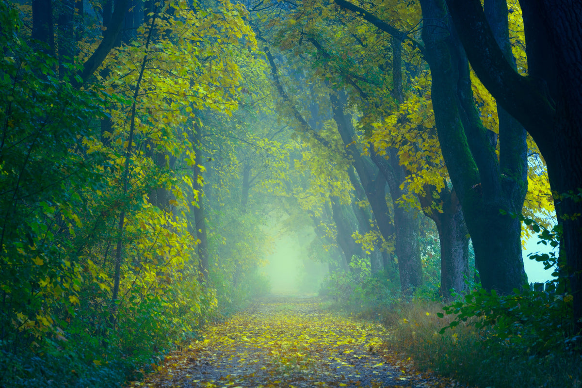 3-piece-canvas-print-green-forest