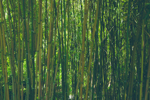 modern-3-piece-acrylic-print-in-the-middle-of-the-bamboo
