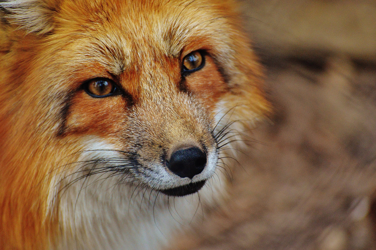 acrylic-print-the-fox