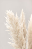framedcanvas-print-pampas-grass-grey-03