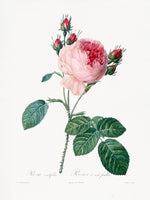 framedcanvas-print-rosier-a-cent-feuilles-from-les-roses