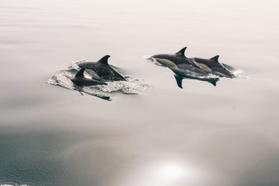 poster-print-the-dolphins