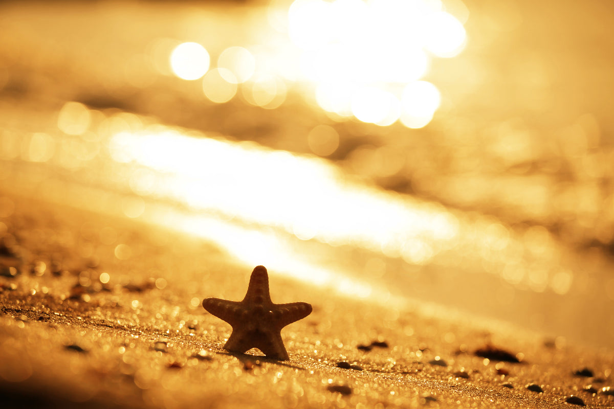 aluminium-print-the-starfish