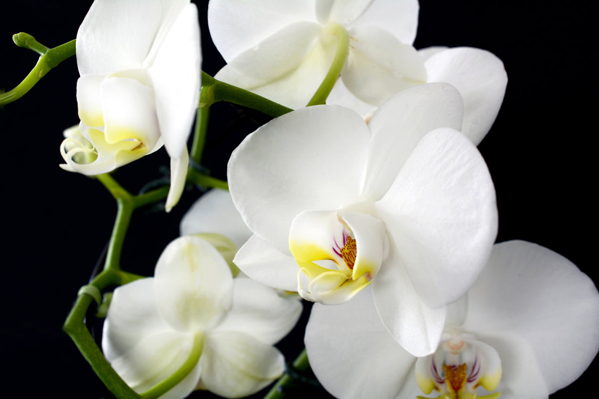 canvas-print-orchid-close-up