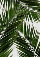 poster-print-palm-leaf-iii