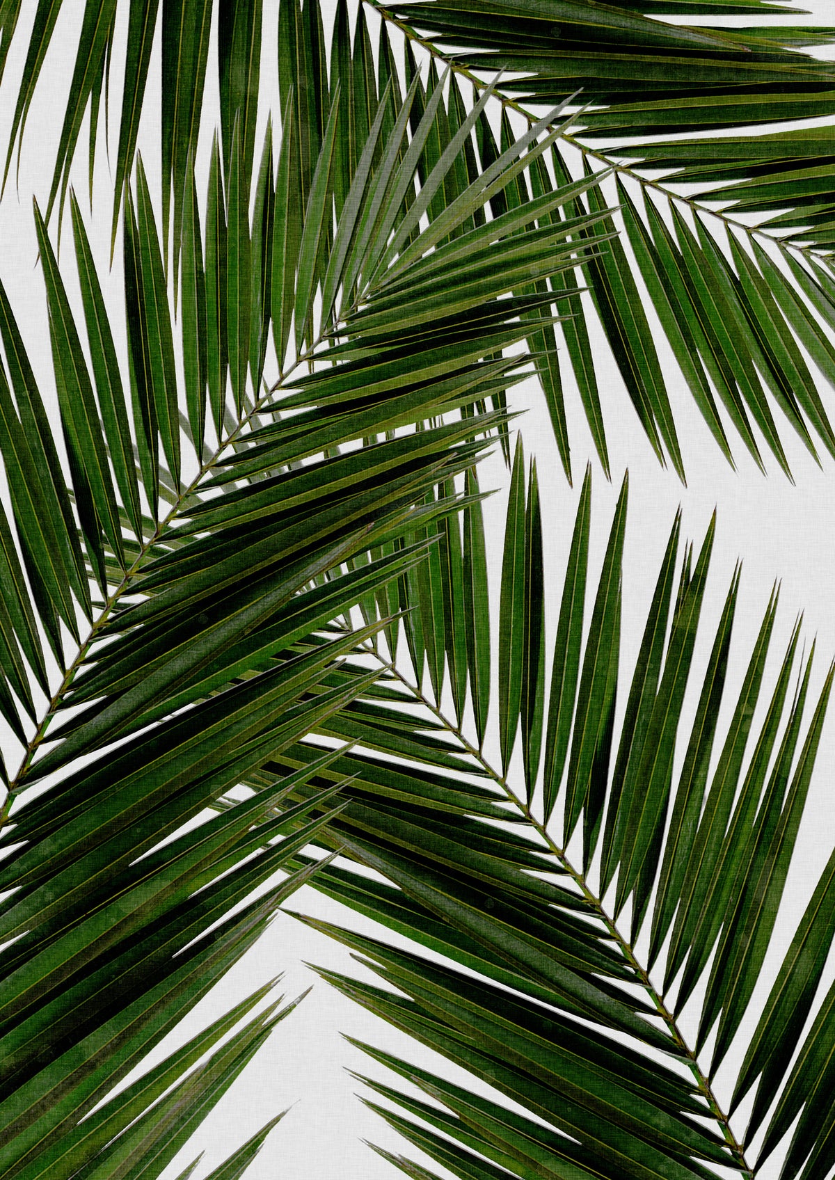 poster-print-palm-leaf-iii