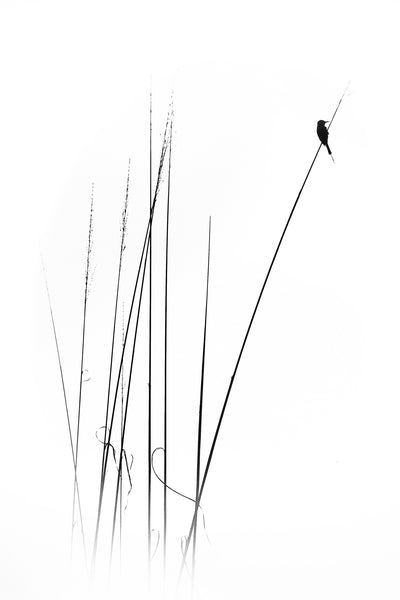 poster-print-a-sabbatical-x