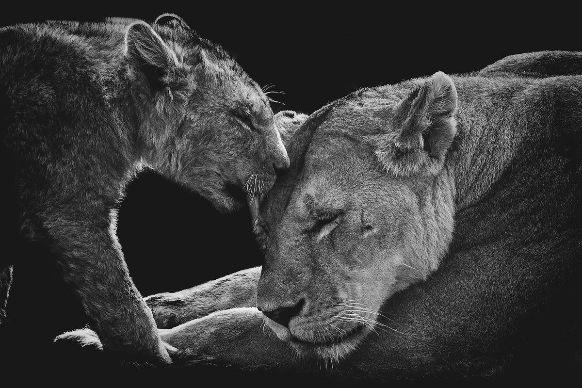 canvas-print-lion-family-x
