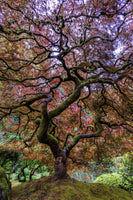 framedcanvas-print-japanese-maple-tree
