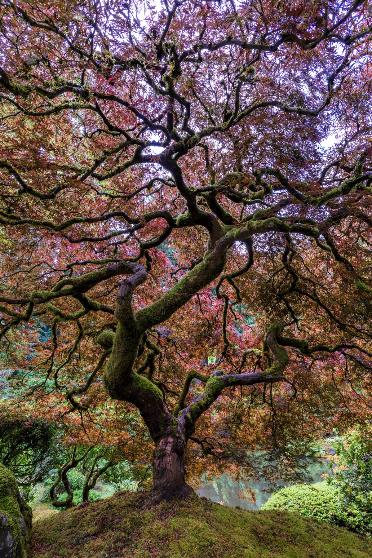 framedcanvas-print-japanese-maple-tree