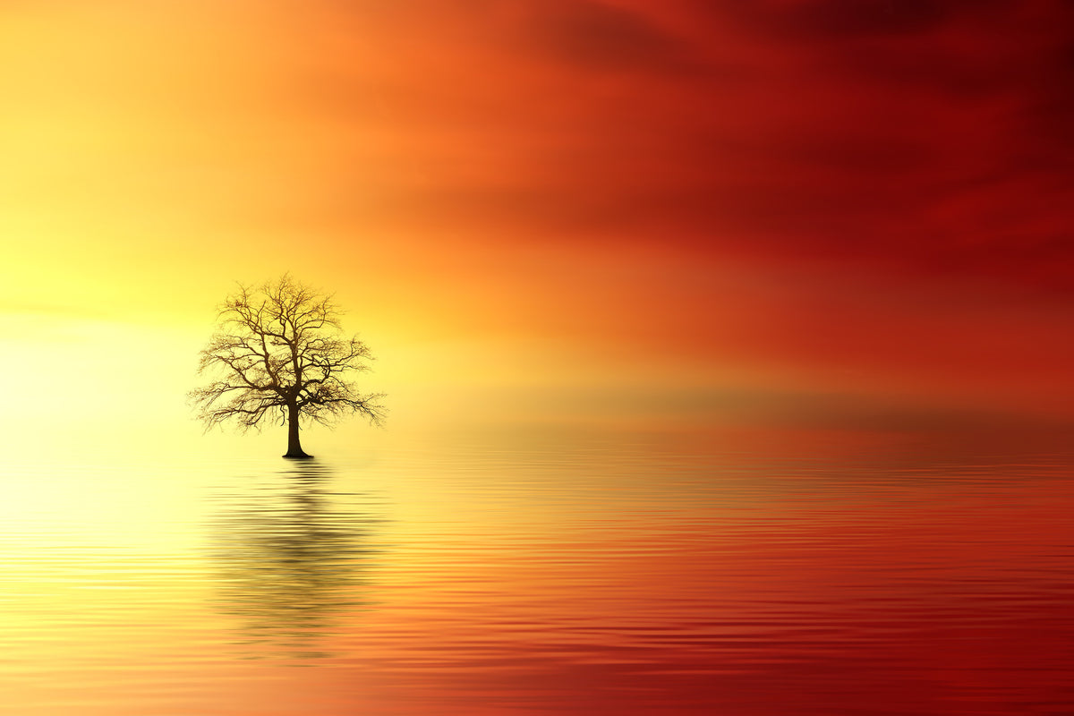 canvas-print-the-tree-in-the-water