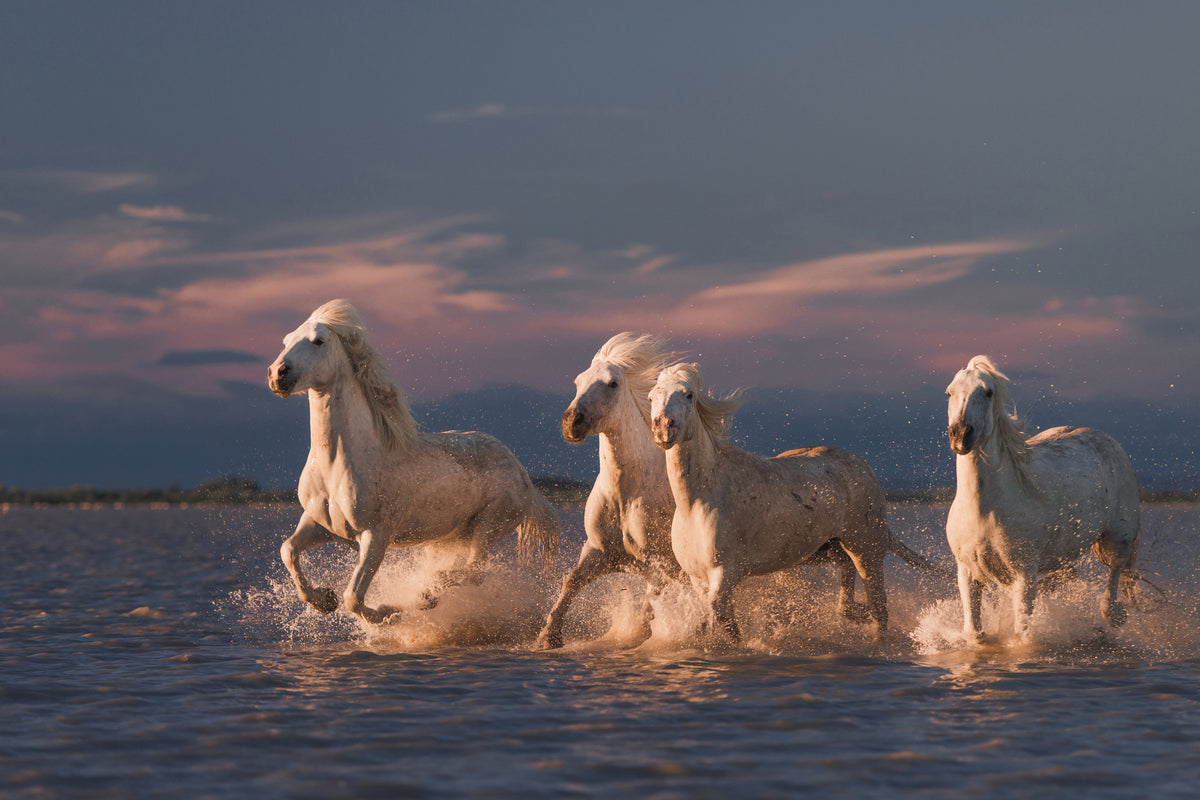 3-piece-acrylic-print-angels-of-camargue