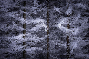 aluminium-print-the-trees