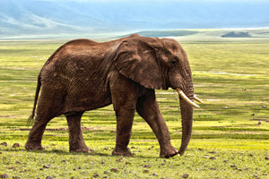 framedposter-print-gorgeous-elephant