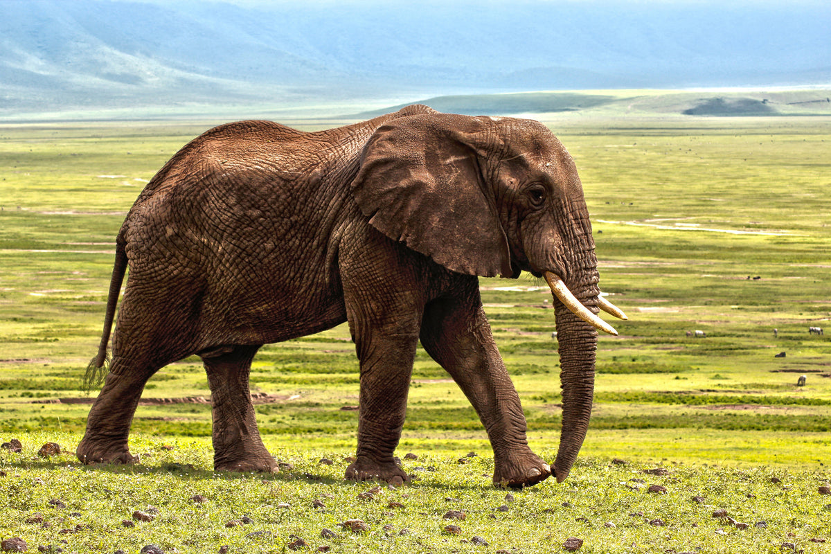 framedposter-print-gorgeous-elephant