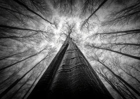 acrylic-print-forest-views-3