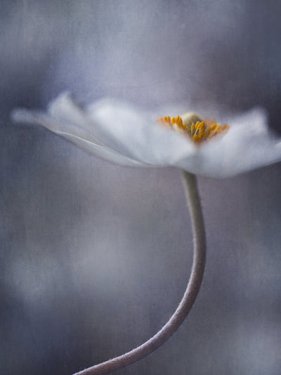 poster-print-the-beauty-within-2