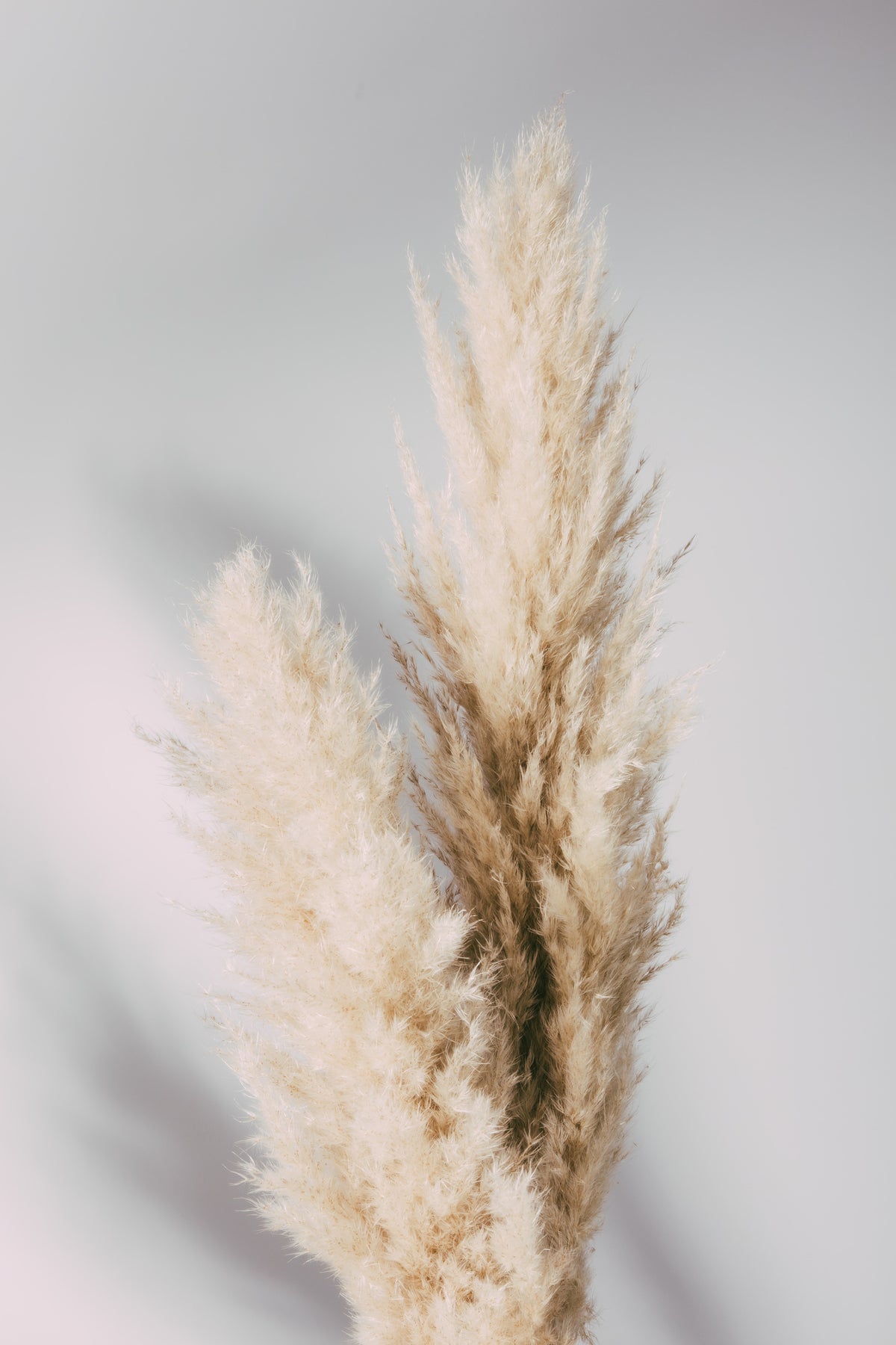 aluminium-print-pampas-grass-grey
