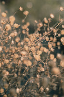 canvas-print-beach-flowers-003